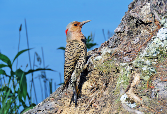 Northern Flicker by Simon Thompson
